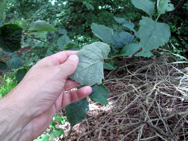 Swedish Whitebeam