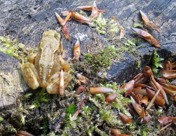 Frog
