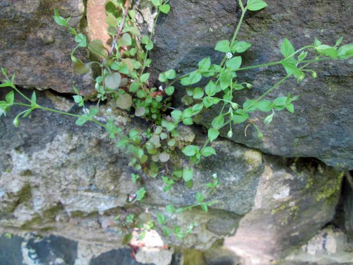 wall