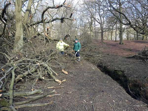 more branches
