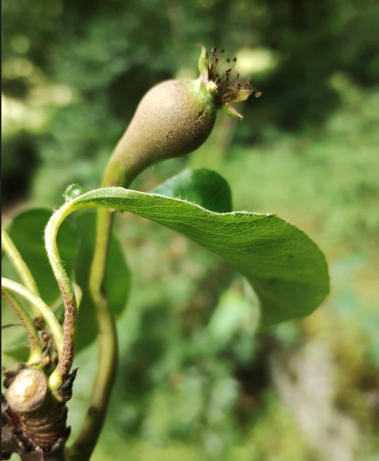 pear tree