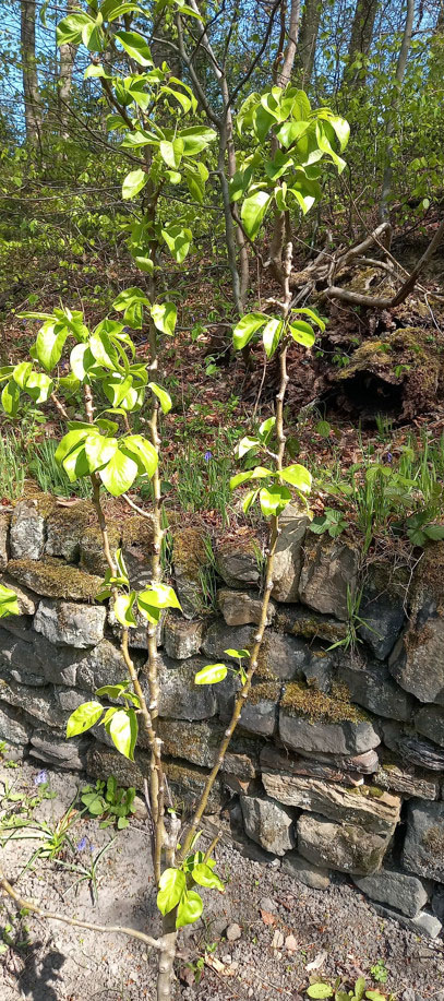 Pear Tree