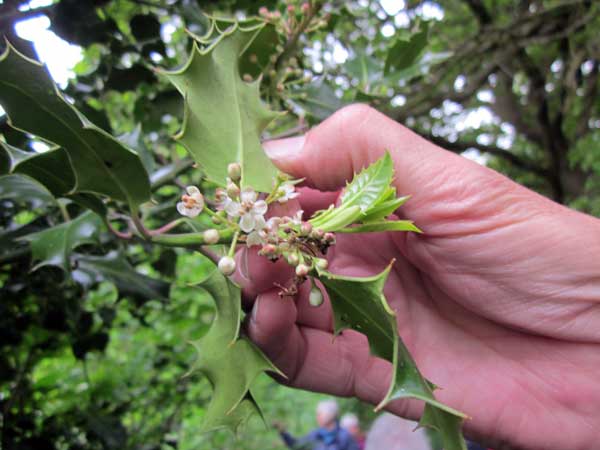 holly