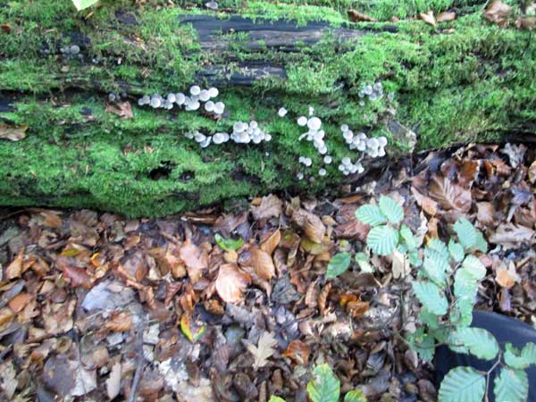 Rotting bough