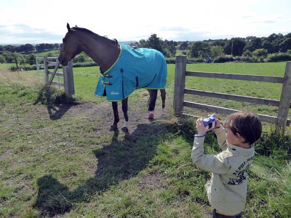 Dobbin