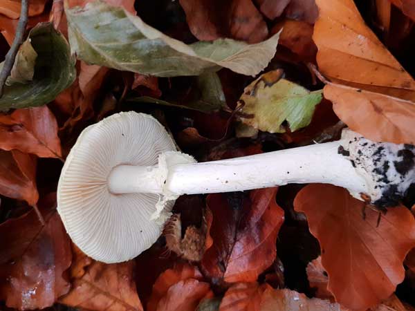 Death Cap