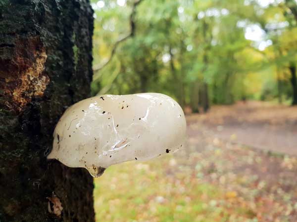 Porcelain Fungus