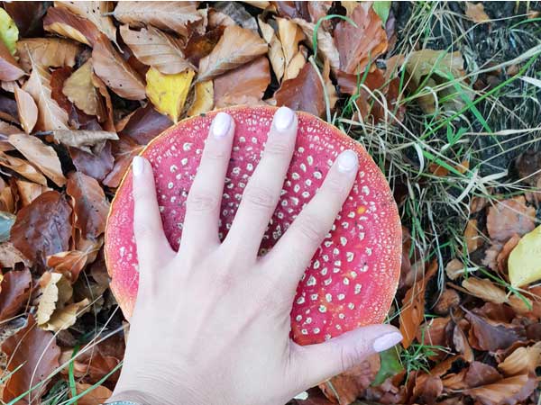 Fly Agaric