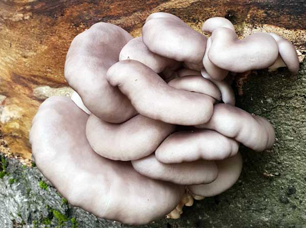 Oyster Fungus