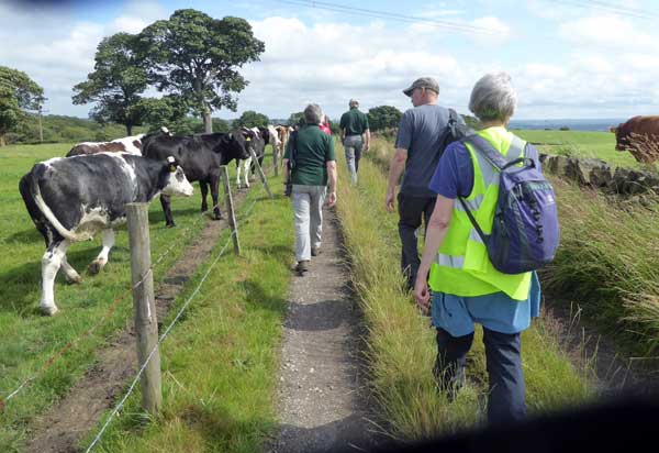 bullocks