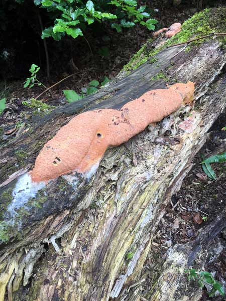 Slime mould