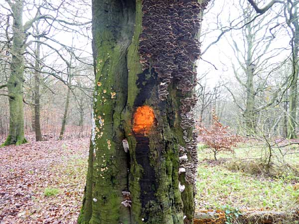 diseased tree
