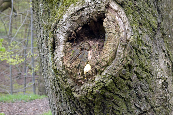 fungus