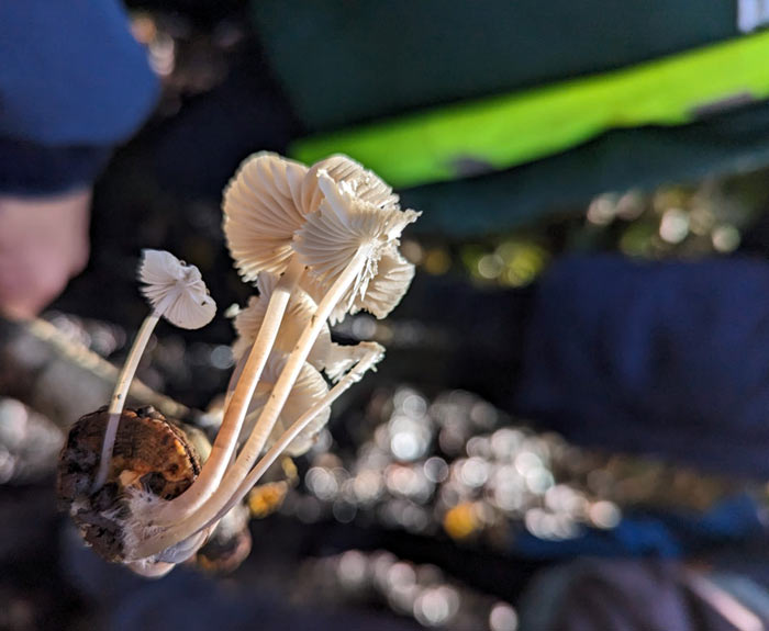 Fungi 2