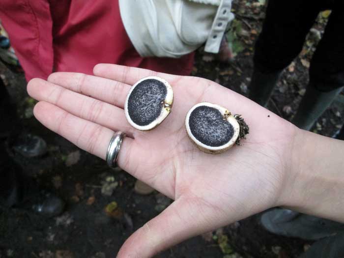 Earthball