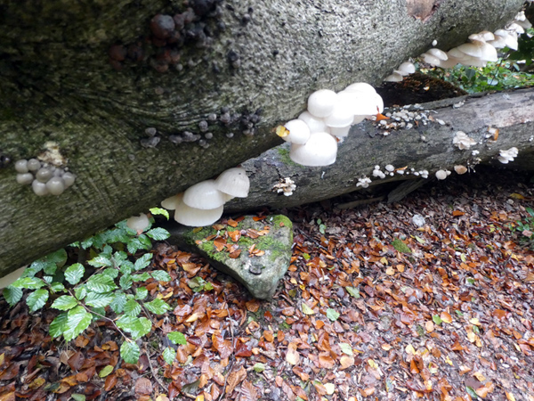fungus