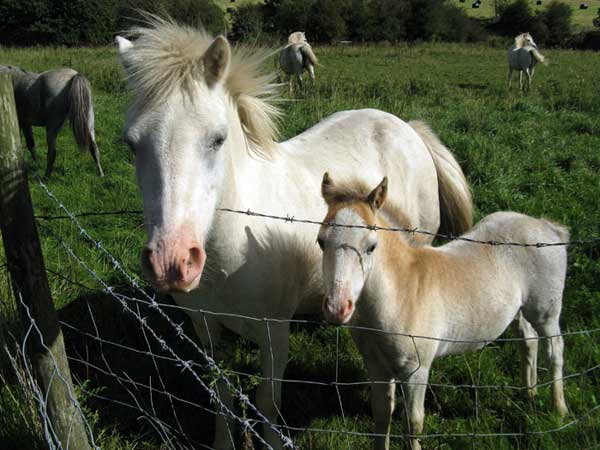 Frisky Ponies