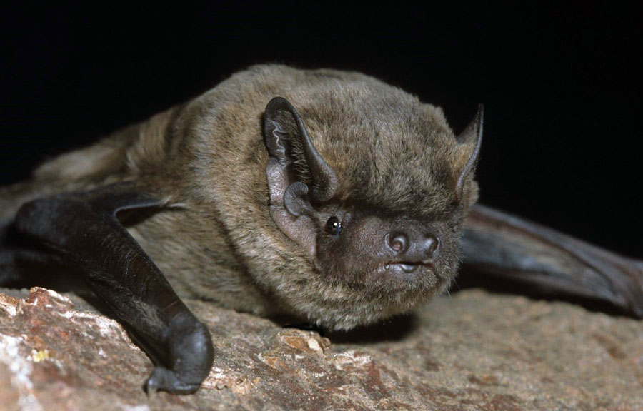 Bat