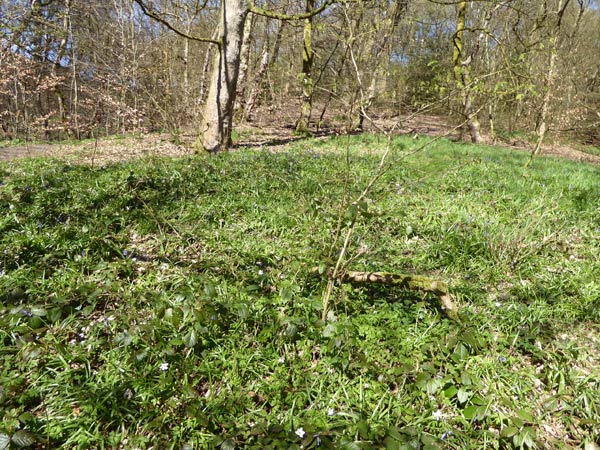 bluebells
