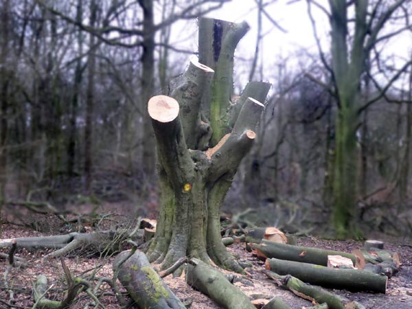 trees