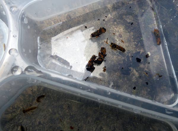 caddis