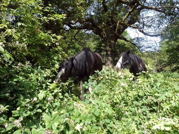 Horses