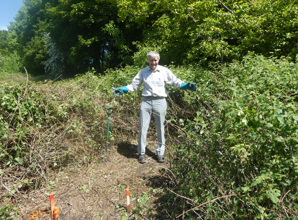 cleared of brambles