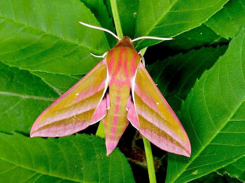Elephant Hawk Moth