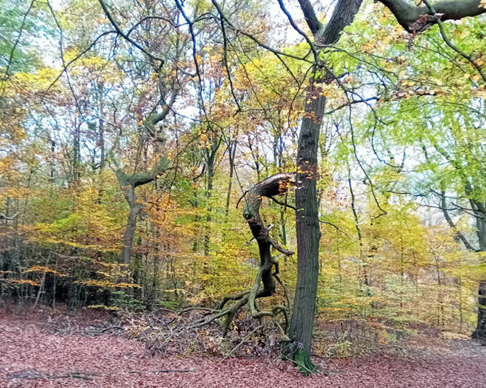 branches