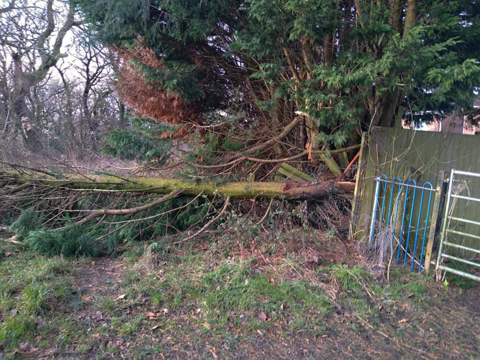 Fallen bough