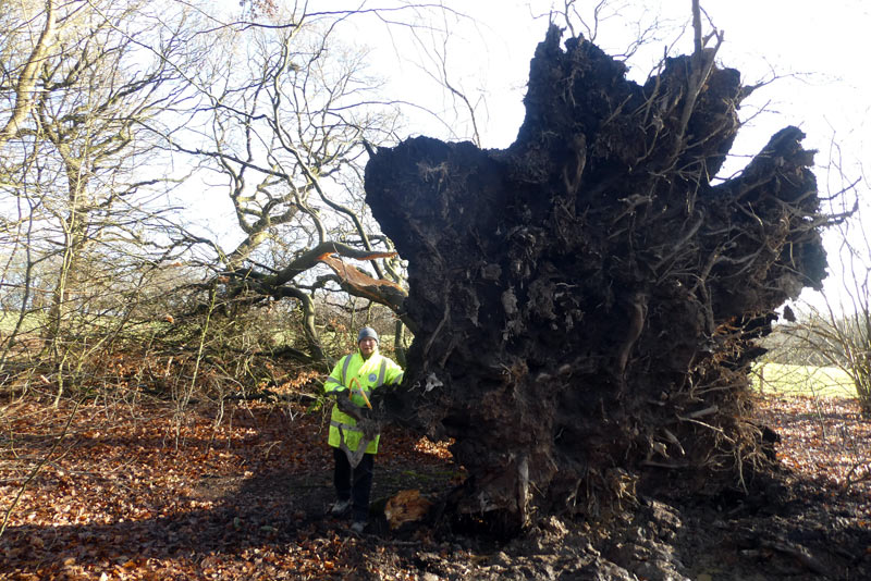 Fallen Beech