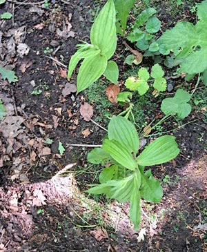 plant