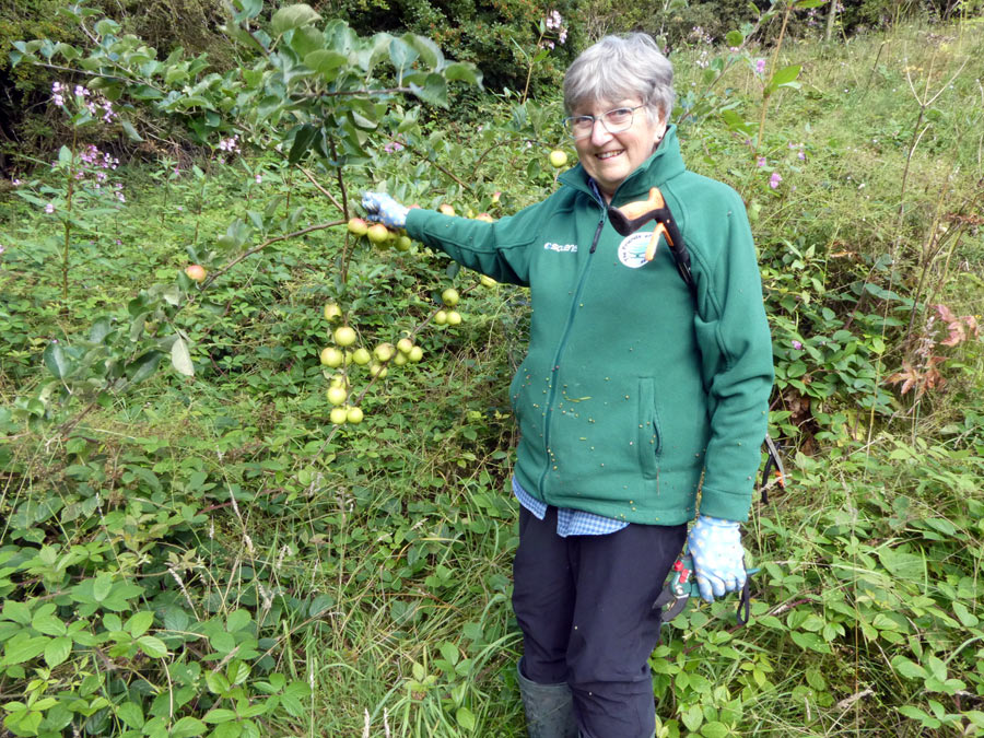 fruit trees