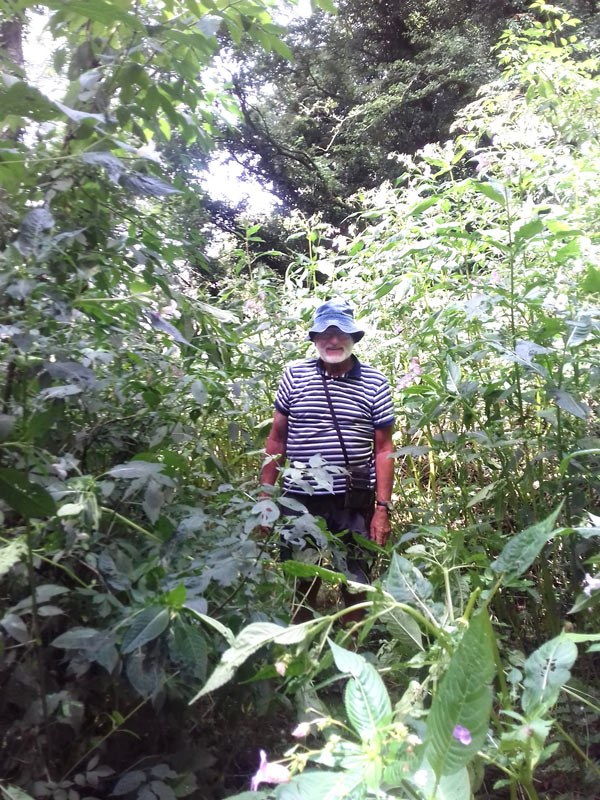 Jungle