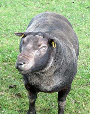 Ram