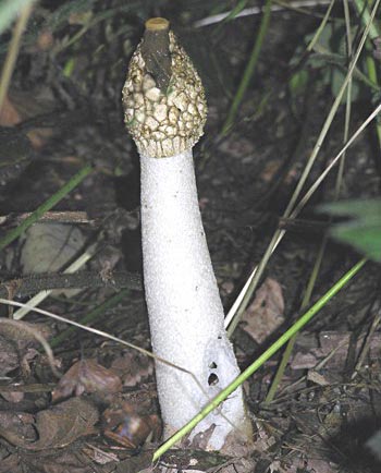stinkhorn