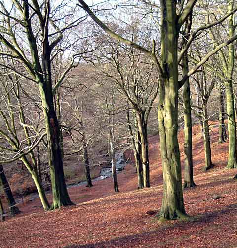 Autumn