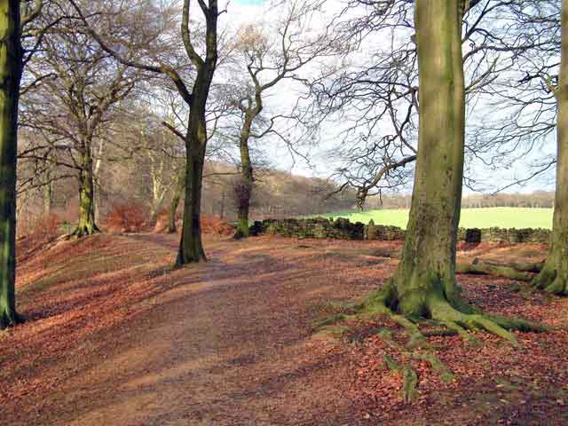 Autumn path