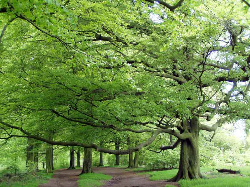 Beech