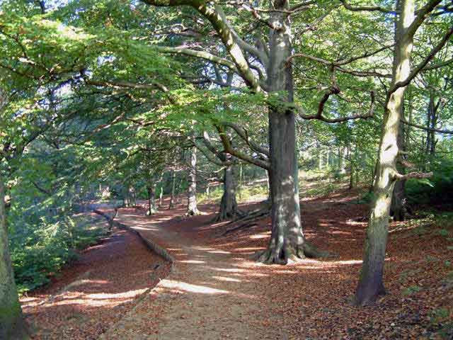Beeches
