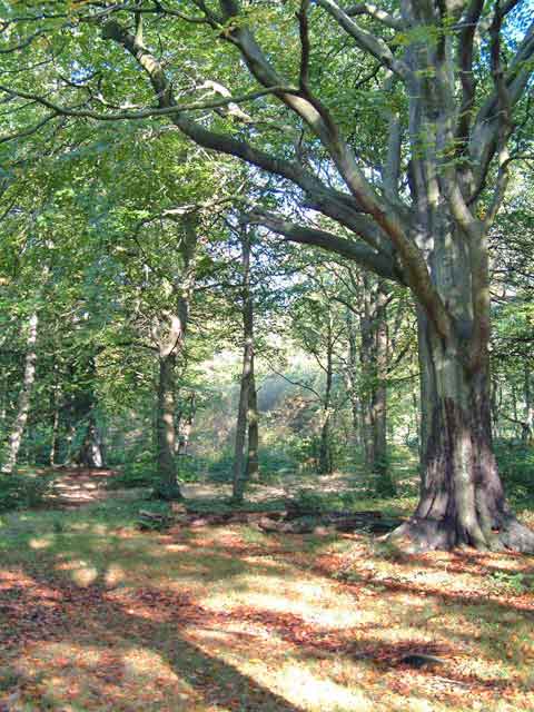 Beeches