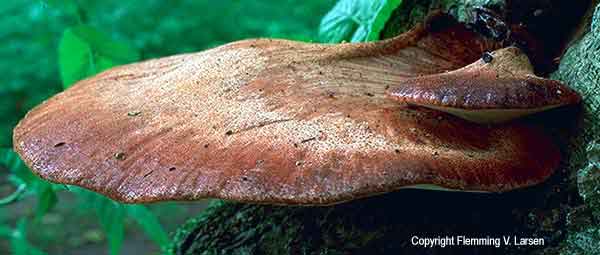 Beefsteak Fungus