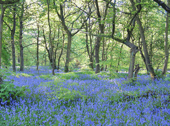 Bluebells