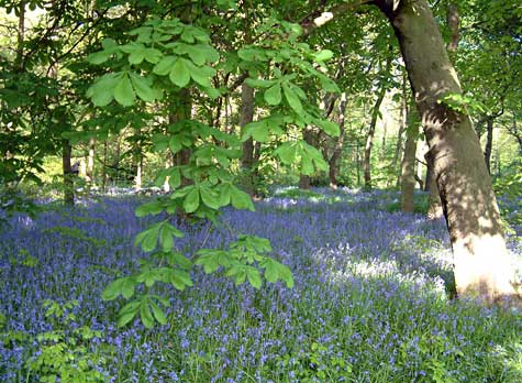 Bluebells