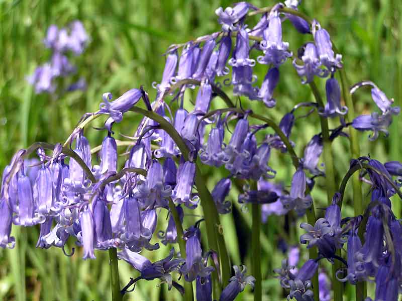 More Bluebells