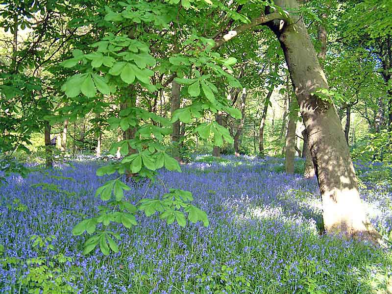 Bluebells