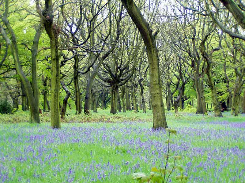 Bluebells 3