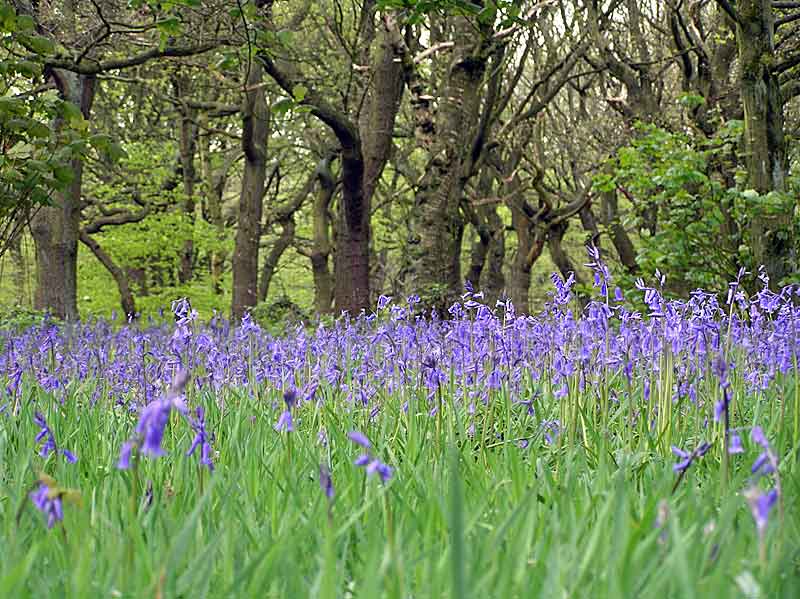 Bluebells 4