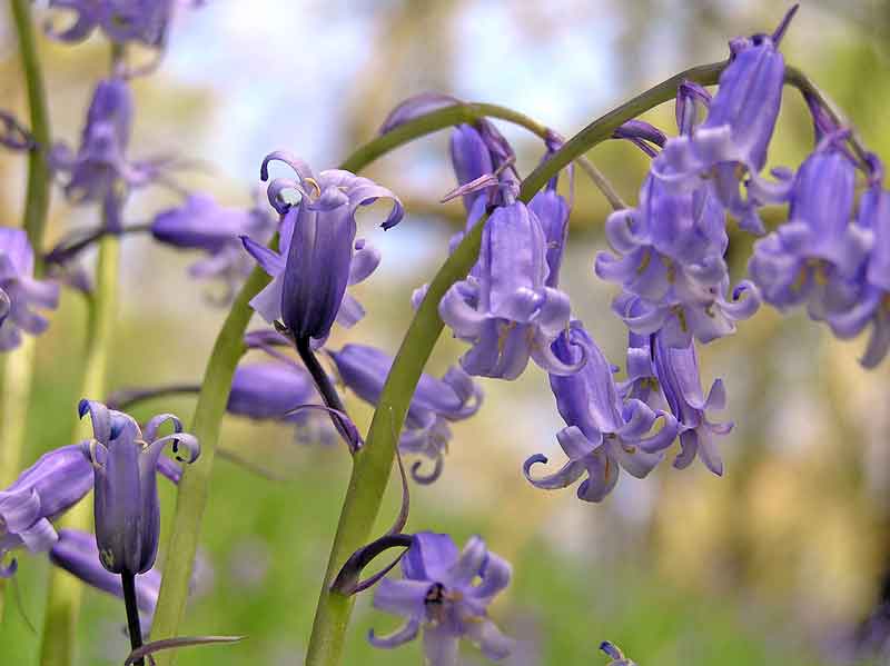 Bluebells 6