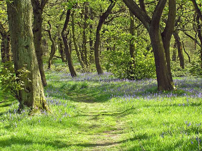 Bluebells 7